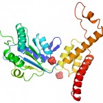 Ribbon representation of the crystal structure of Rubisco activase from Arabidopsis thaliana rainbow colored from blue in the N-terminus to red in the C-terminus.