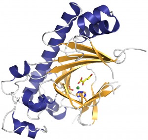 Ribbon diagram of deacetoxycephalosporin C synthase (DAOCS) from Streptomyces clavuligerus with 2-oxoglutarate as yellow sticks and Fe(II) as a green sphere.