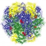 Ribbon diagram of hexadecameric Rubisco with large subunits in blue and green and small subunits in yellow. The substrate analogue CABP is shown as red spheres.