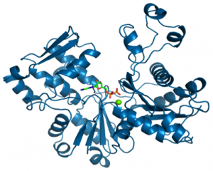 crenactin